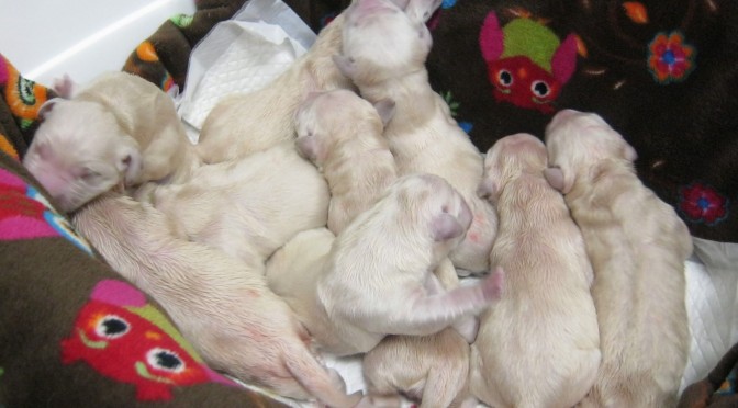 Újszülött kiskutyák, kismacskák szakszerű ellátása a Budafoki Állatgyógyászati Központba